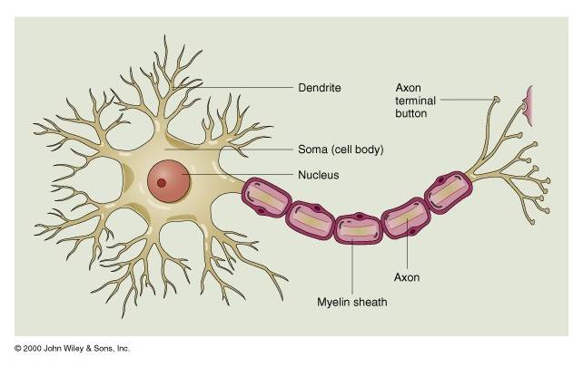 A basic schematic of a neuron. The cell body and dendrites form the "gray matter", the myelinated axon forms "white matter".